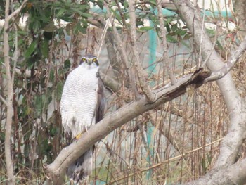 Eurasian Goshawk Mizumoto Park Sun, 2/19/2023