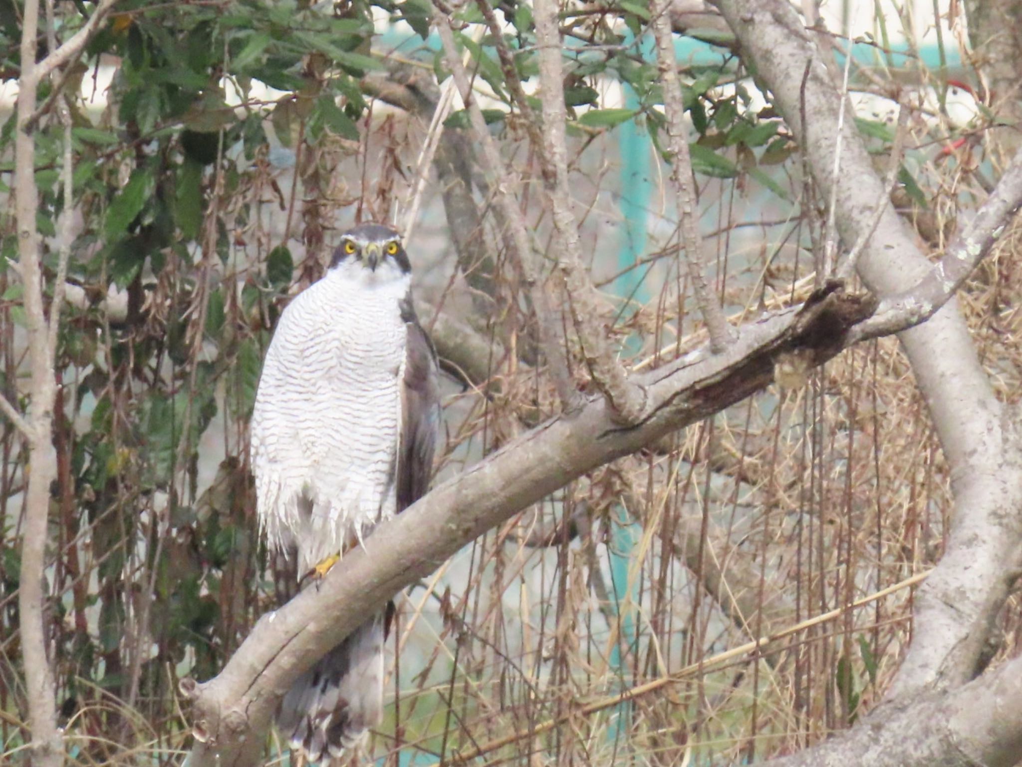 Photo of Eurasian Goshawk at Mizumoto Park by toru