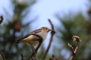 コムクドリ 北海道　函館市　湯浜公園 2018年4月27日(金)