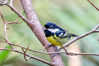 Yellow-bellied Tit 東京都 Sun, 2/19/2023