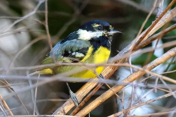 Yellow-bellied Tit 東京都 Mon, 1/23/2023