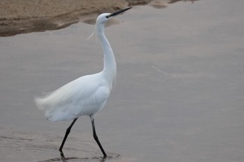 Great Egret 室見川 Sun, 2/19/2023