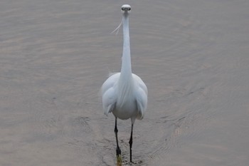 Great Egret 室見川 Sun, 2/19/2023