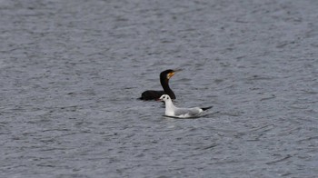 2023年2月19日(日) 佐久広域(滑津川&小諸発電所第一調整池)の野鳥観察記録