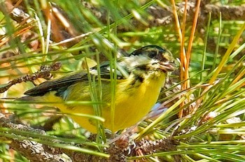 Yellow-bellied Tit 東京都 Tue, 12/27/2022