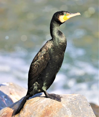 Great Cormorant 湖北湖岸 Fri, 2/17/2023