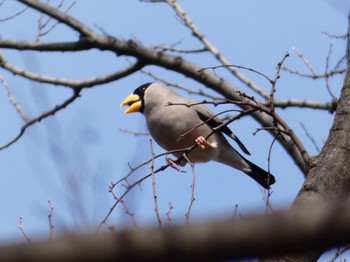 Japanese Grosbeak Hikarigaoka Park Sun, 2/19/2023