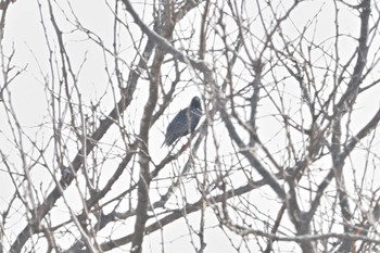 Common Starling Watarase Yusuichi (Wetland) Sun, 2/19/2023