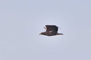 White-tailed Eagle Watarase Yusuichi (Wetland) Sun, 2/19/2023