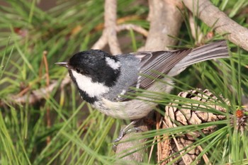 Coal Tit 北海道 函館市 東山 Fri, 4/27/2018