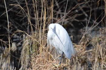 コサギ 井の頭公園 2023年2月18日(土)