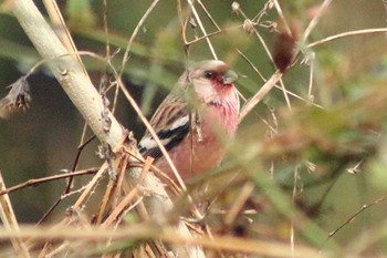 Siberian Long-tailed Rosefinch 祖父江ワイルドネイチャー緑地 Sun, 2/19/2023