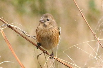 Siberian Long-tailed Rosefinch 祖父江ワイルドネイチャー緑地 Sun, 2/19/2023