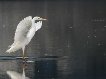 Sun, 2/19/2023 Birding report at 石狩 茨戸川