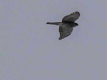 Sun, 2/19/2023 Birding report at 前田森林公園(札幌市)