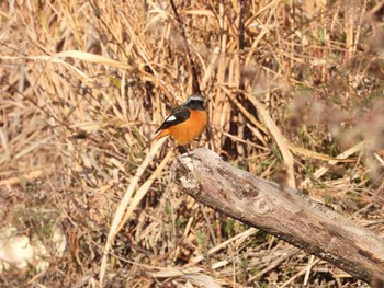 Daurian Redstart 紀ノ川 Fri, 2/17/2023