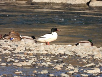 Common Merganser 紀ノ川 Fri, 2/17/2023