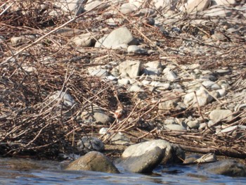 Rustic Bunting 紀ノ川 Fri, 2/17/2023