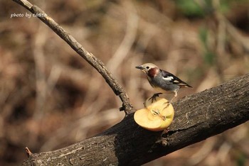 Chestnut-cheeked Starling 滝沢市 Sun, 4/22/2018