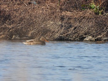 Mallard 紀ノ川 Fri, 2/17/2023