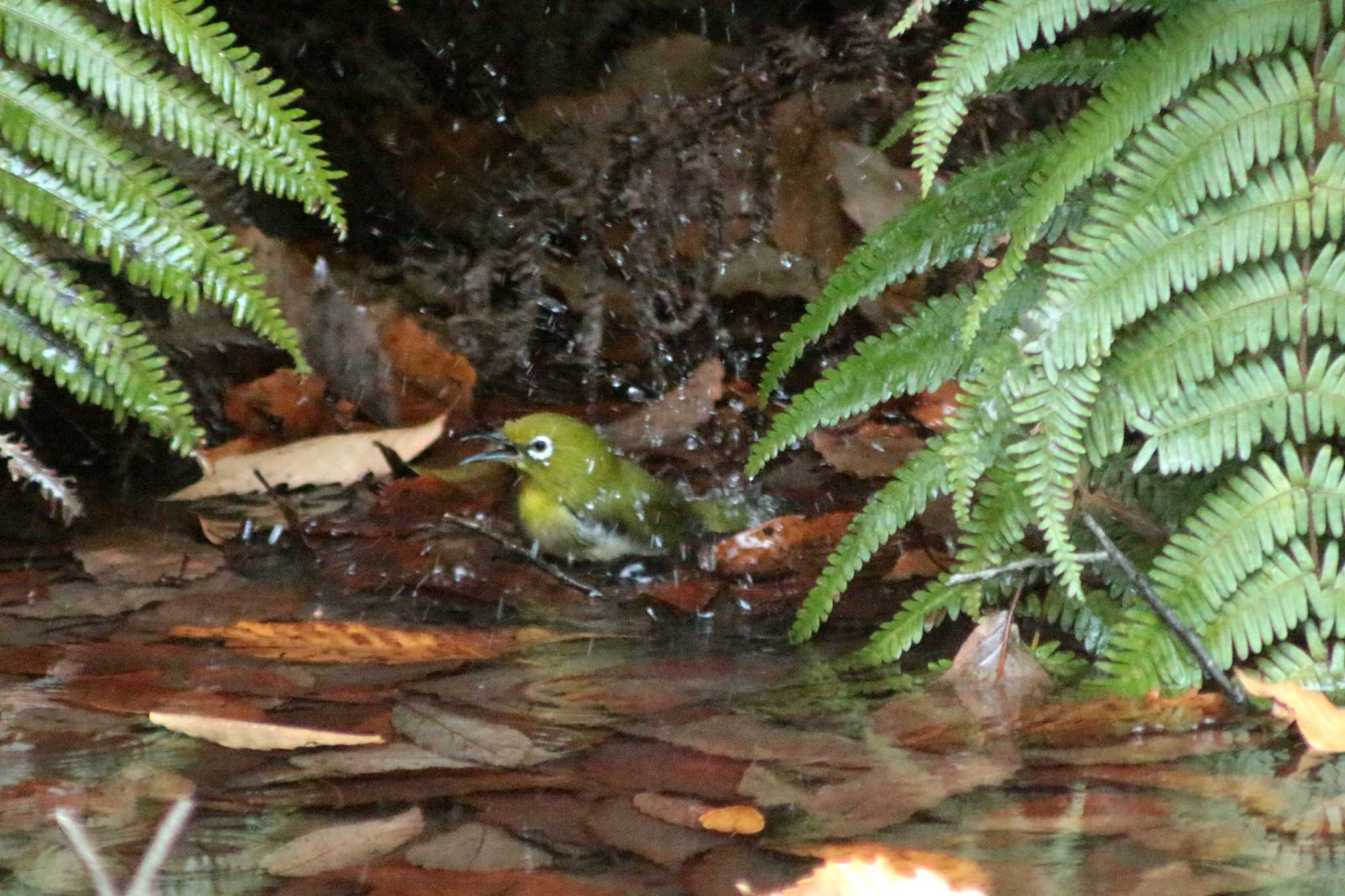 Warbling White-eye