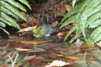 Warbling White-eye 東浦自然観察 Sun, 1/8/2023