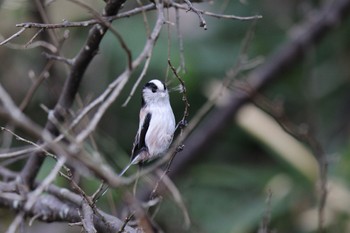 Long-tailed Tit 横浜市内河川 Sun, 2/19/2023