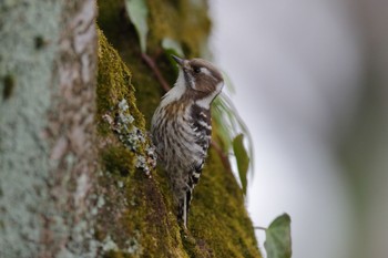 Japanese Pygmy Woodpecker 横浜市内河川 Sun, 2/19/2023