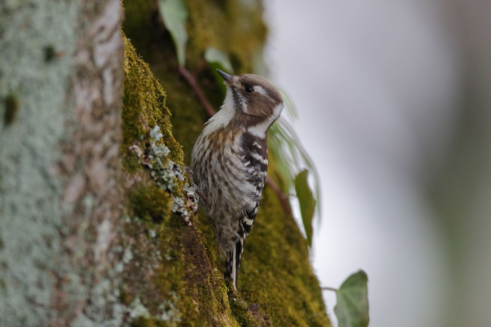 Photo of Japanese Pygmy Woodpecker at 横浜市内河川 by こぐまごろう