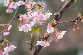2023年2月19日(日) 大阪府の野鳥観察記録