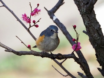 Red-flanked Bluetail 大阪府 Sun, 2/5/2023