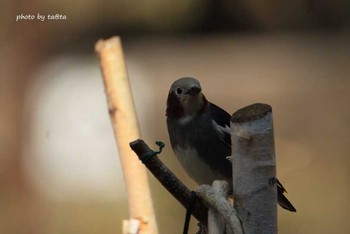 Chestnut-cheeked Starling 滝沢森林公園ネイチャーセンター Sat, 4/21/2018