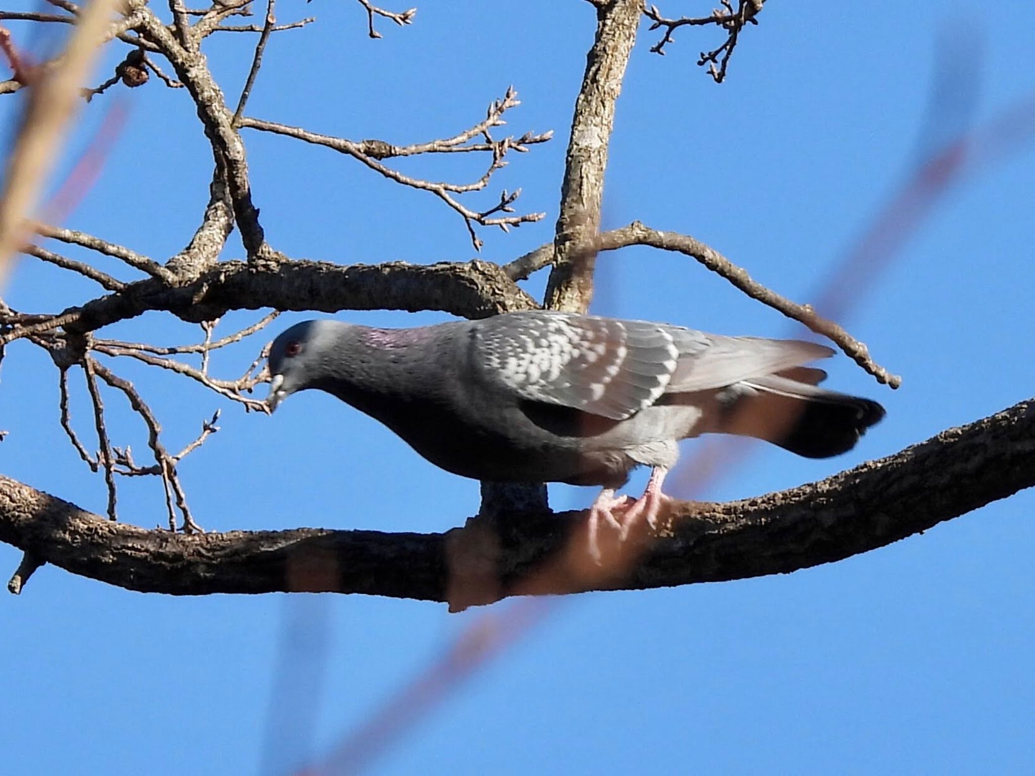 Rock Dove