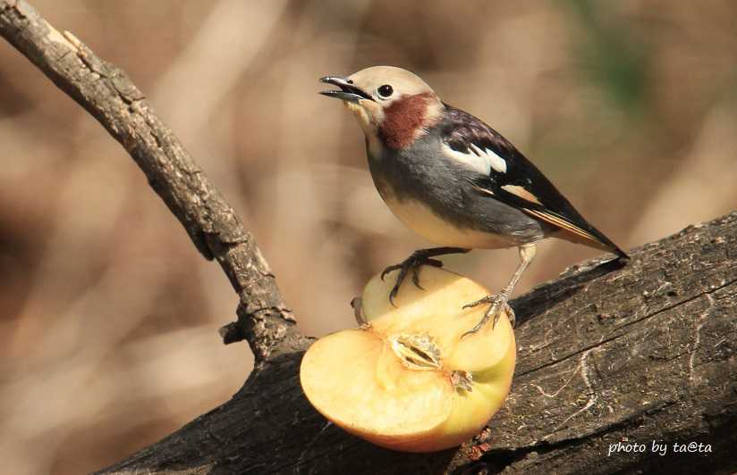 Photo of Chestnut-cheeked Starling at 滝沢森林公園ネイチャーセンター by ta@ta