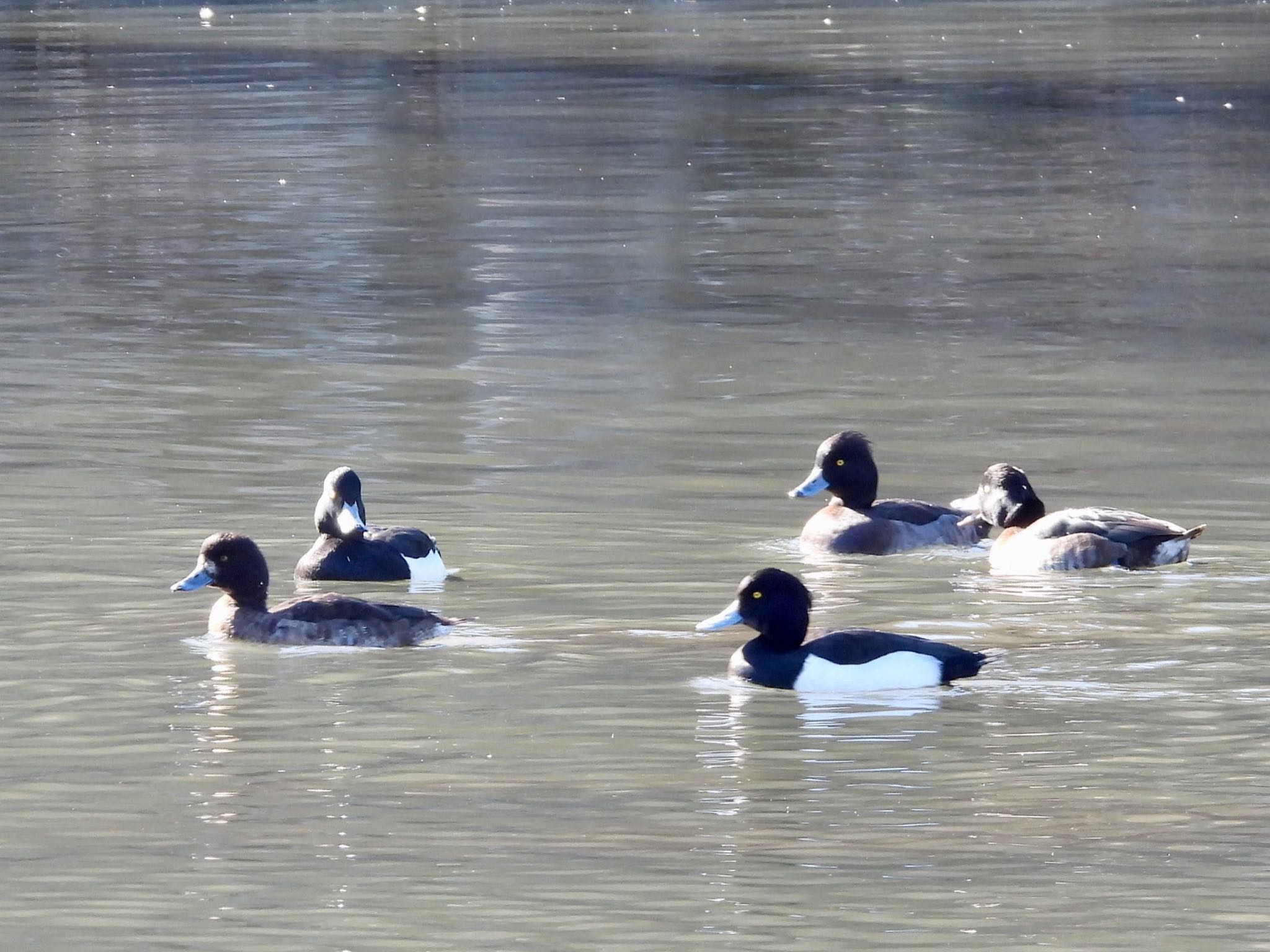 Tufted Duck