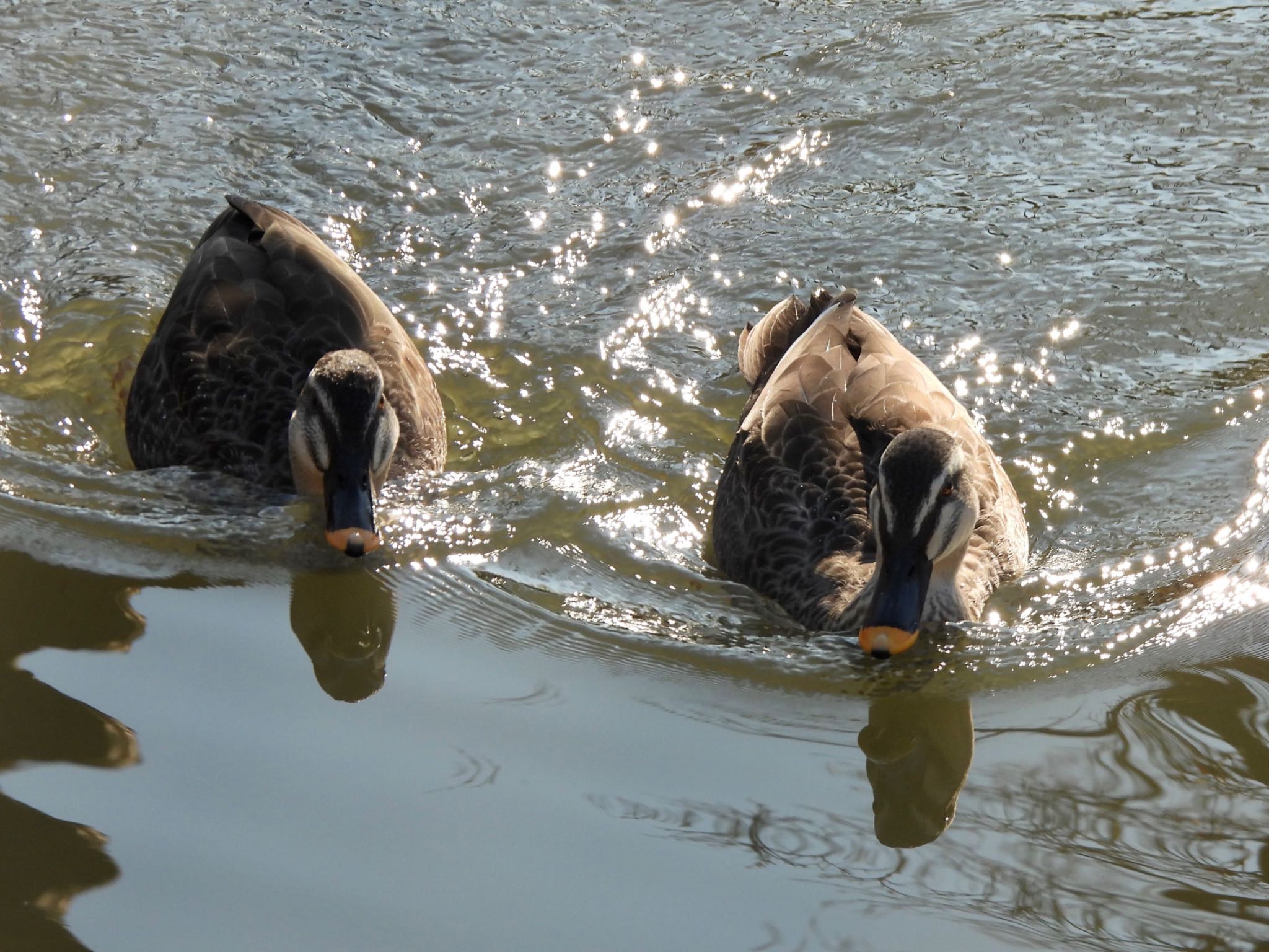 Eastern Spot-billed Duck