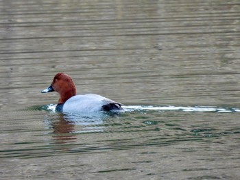 ホシハジロ 東京港野鳥公園 2022年1月9日(日)