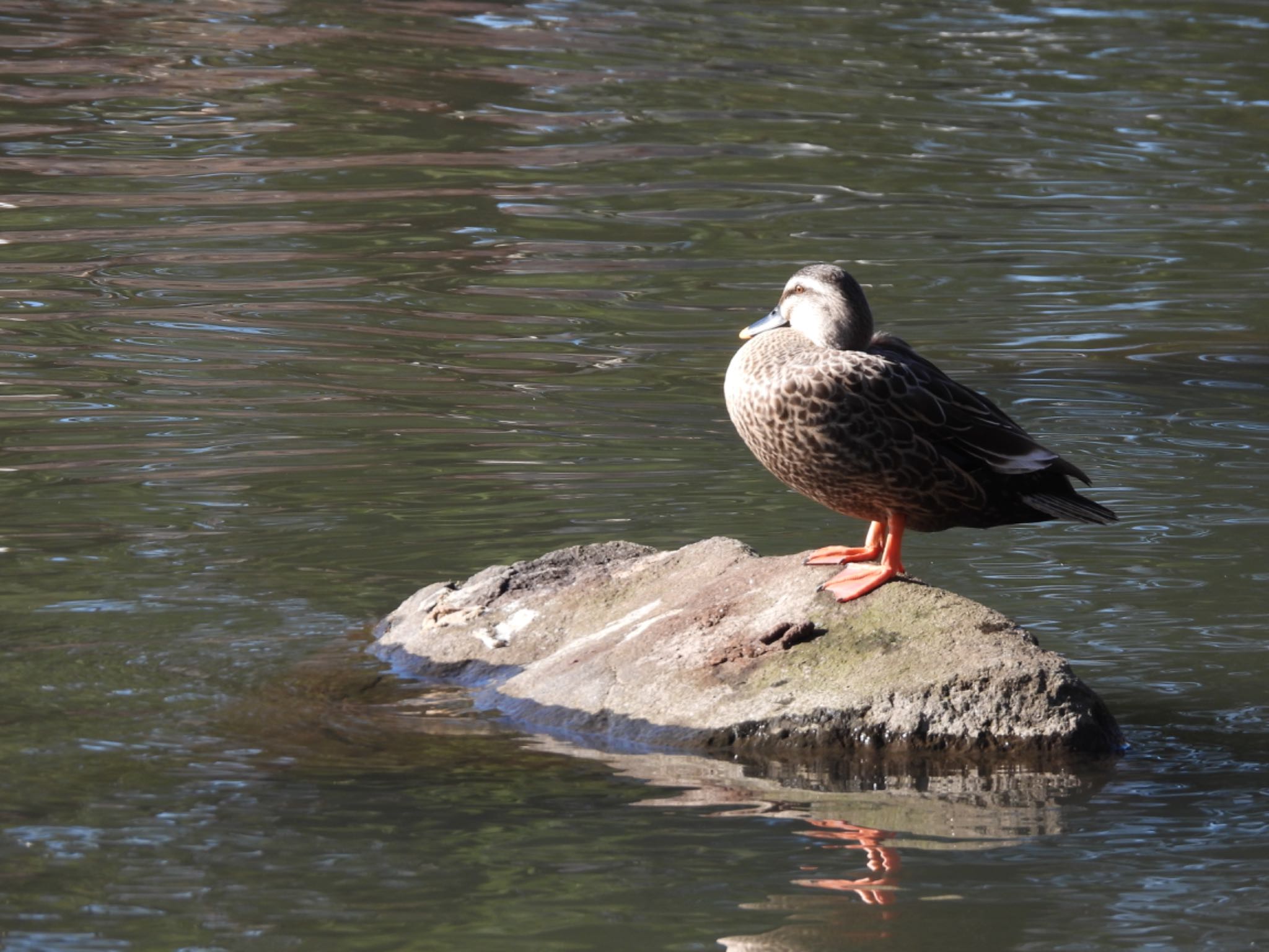 Eastern Spot-billed Duck