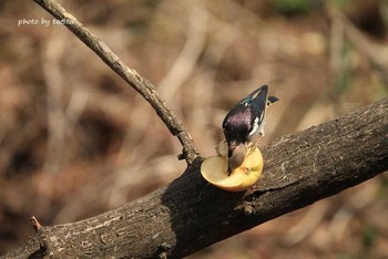 Chestnut-cheeked Starling 滝沢森林公園ネイチャーセンター Sun, 4/22/2018