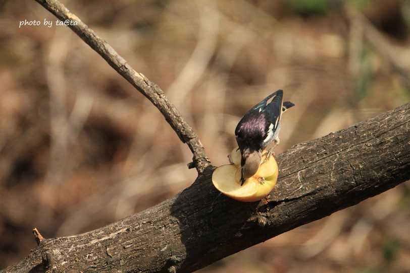 Photo of Chestnut-cheeked Starling at 滝沢森林公園ネイチャーセンター by ta@ta