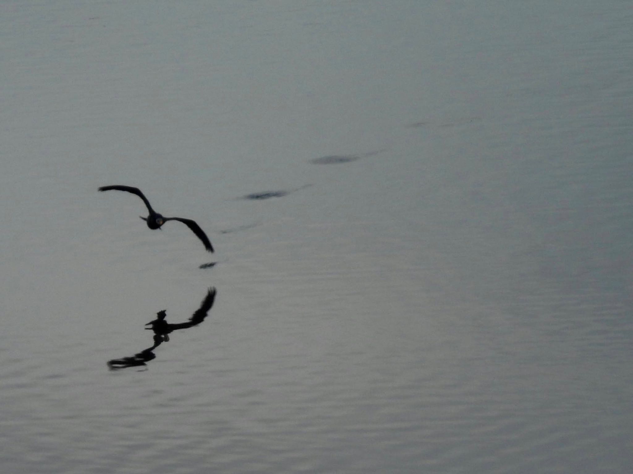 Photo of Great Cormorant at Tokyo Port Wild Bird Park by くー