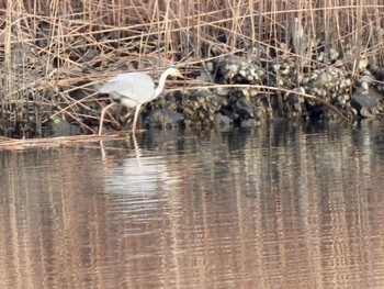 アオサギ 東京港野鳥公園 2022年1月9日(日)