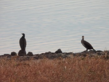 カワウ 東京港野鳥公園 2022年1月9日(日)