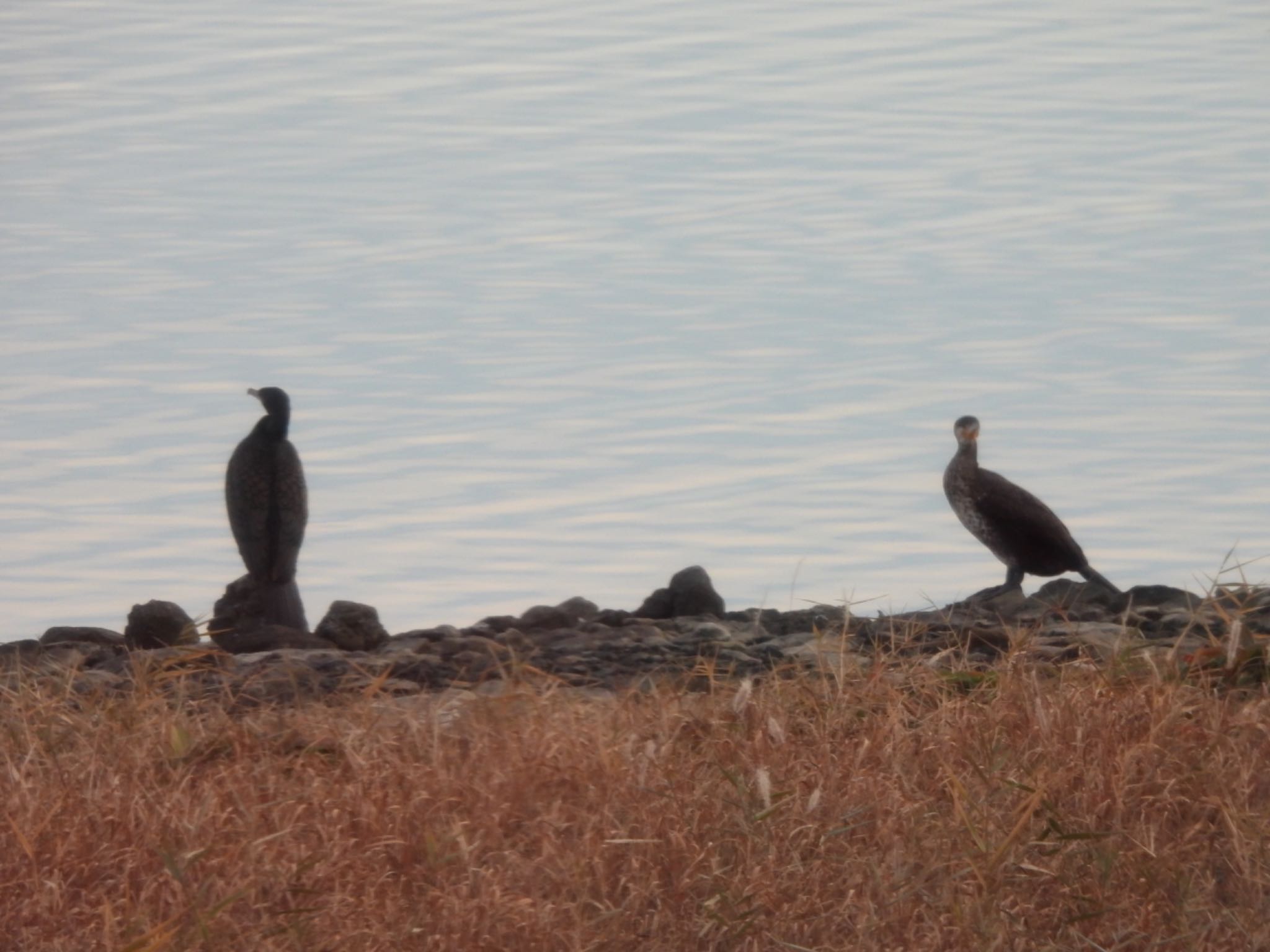 東京港野鳥公園 カワウの写真 by くー