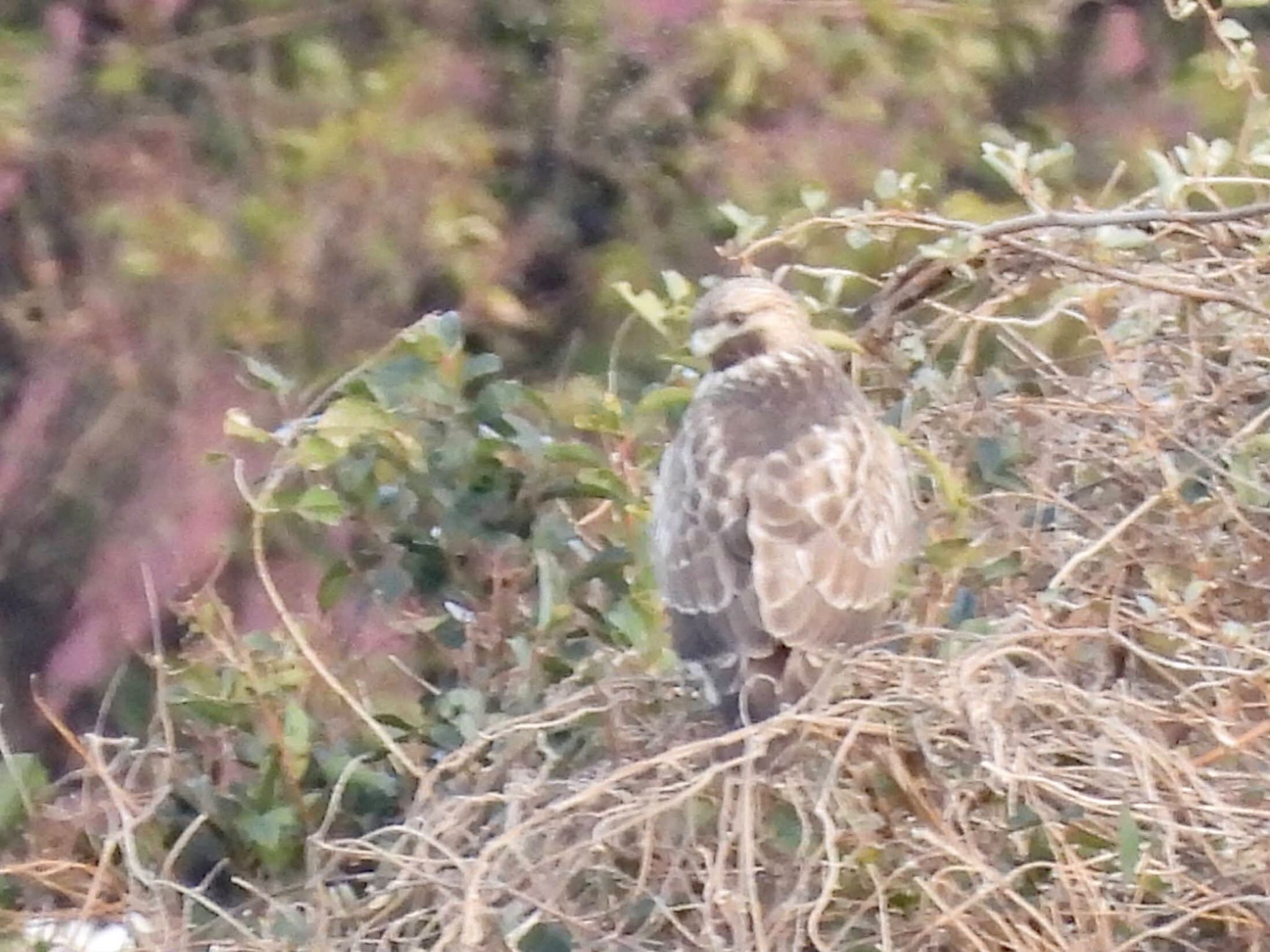 Photo of Eastern Buzzard at Tokyo Port Wild Bird Park by くー