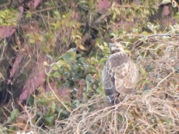 Sun, 1/9/2022 Birding report at Tokyo Port Wild Bird Park