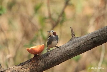 Chestnut-cheeked Starling 滝沢森林公園ネイチャーセンター Sun, 4/22/2018