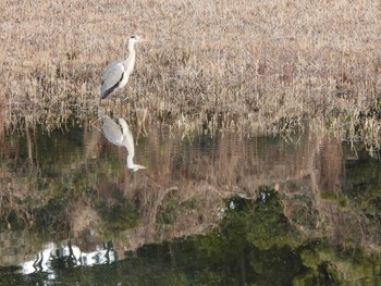 アオサギ 東京港野鳥公園 2022年1月9日(日)