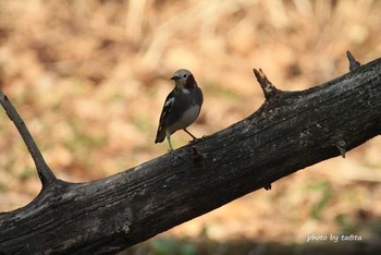 コムクドリ 滝沢森林公園ネイチャーセンター 2018年4月21日(土)