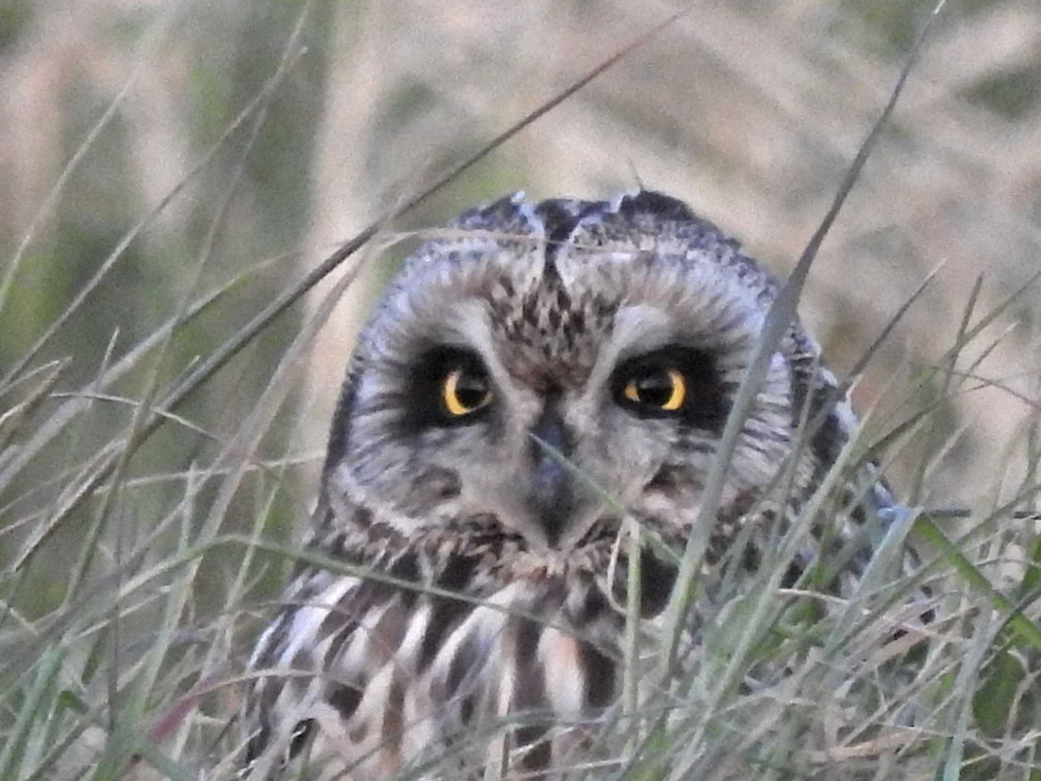 三郷 コミミズクの写真 by スガユー